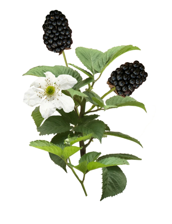 Bushel & Berry® Baby Cake® Blackberry