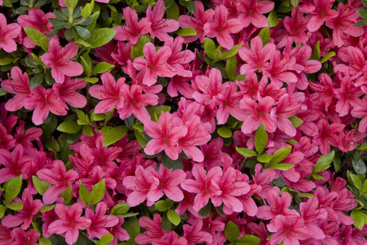 How to Take Care of Azaleas in North Carolina (Complete NC Growing Guide)