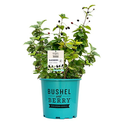 Bushel & Berry® Baby Cake® Blackberry