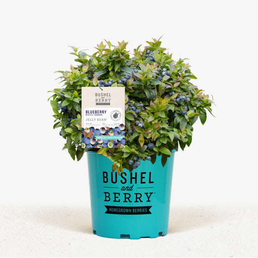 Bushel & Berry® Jelly Bean® Blueberry
