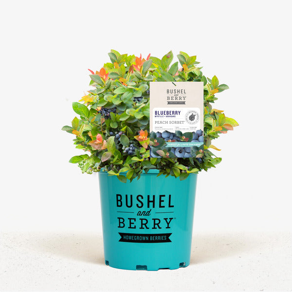Bushel & Berry® Peach Sorbet® Blueberry