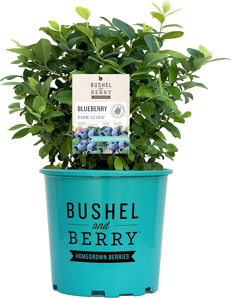 Bushel & Berry® Pink Icing® Blueberry