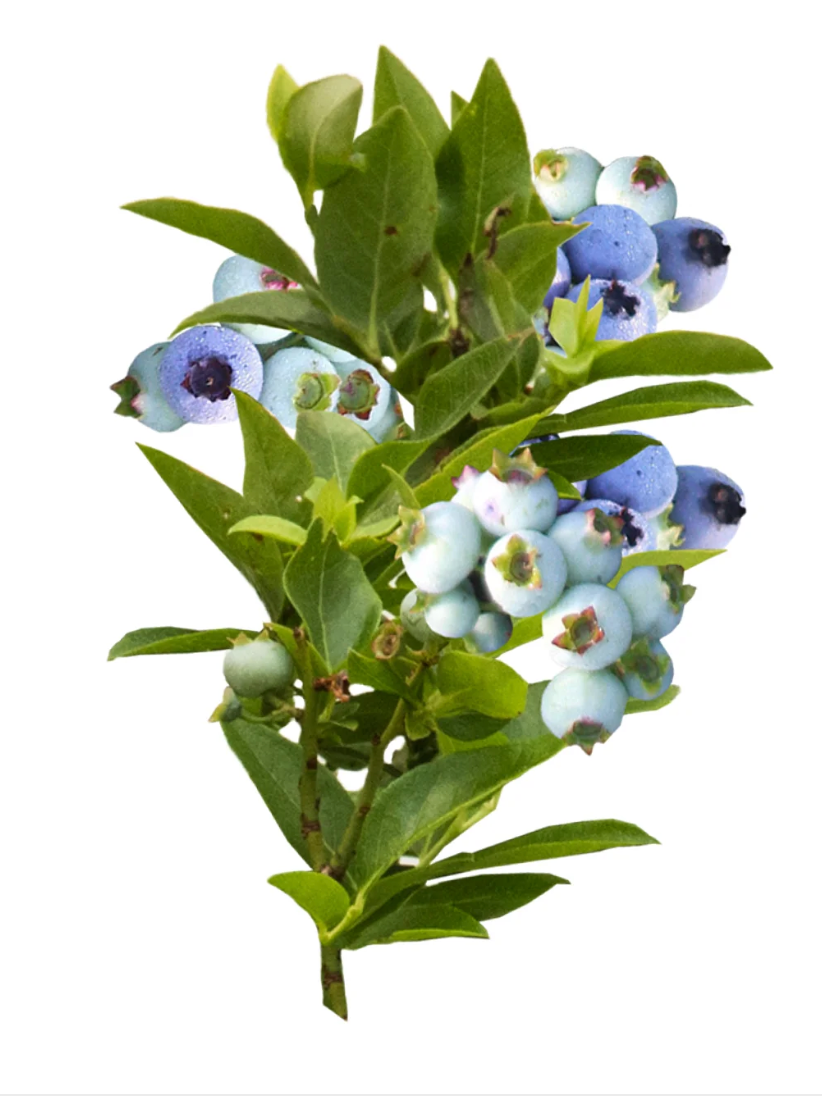 Bushel & Berry® Jelly Bean® Blueberry