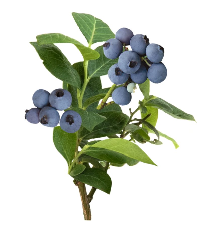 Bushel & Berry® Peach Sorbet® Blueberry