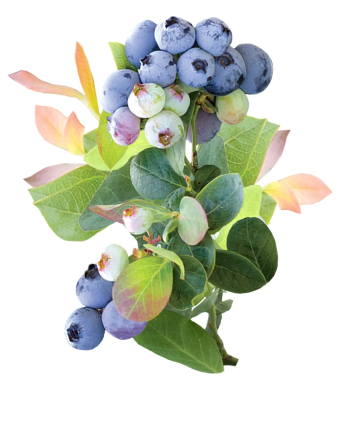 Bushel & Berry® Pink Icing® Blueberry