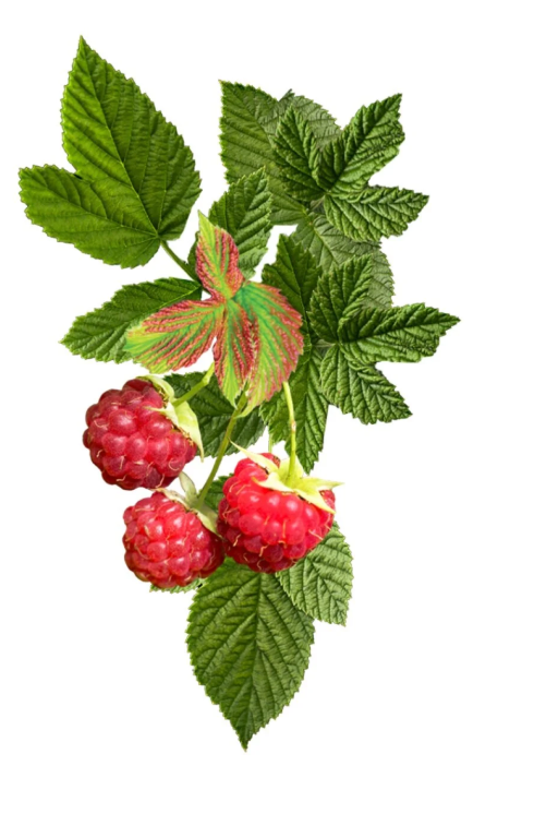 Bushel & Berry® Raspberry Shortcake®