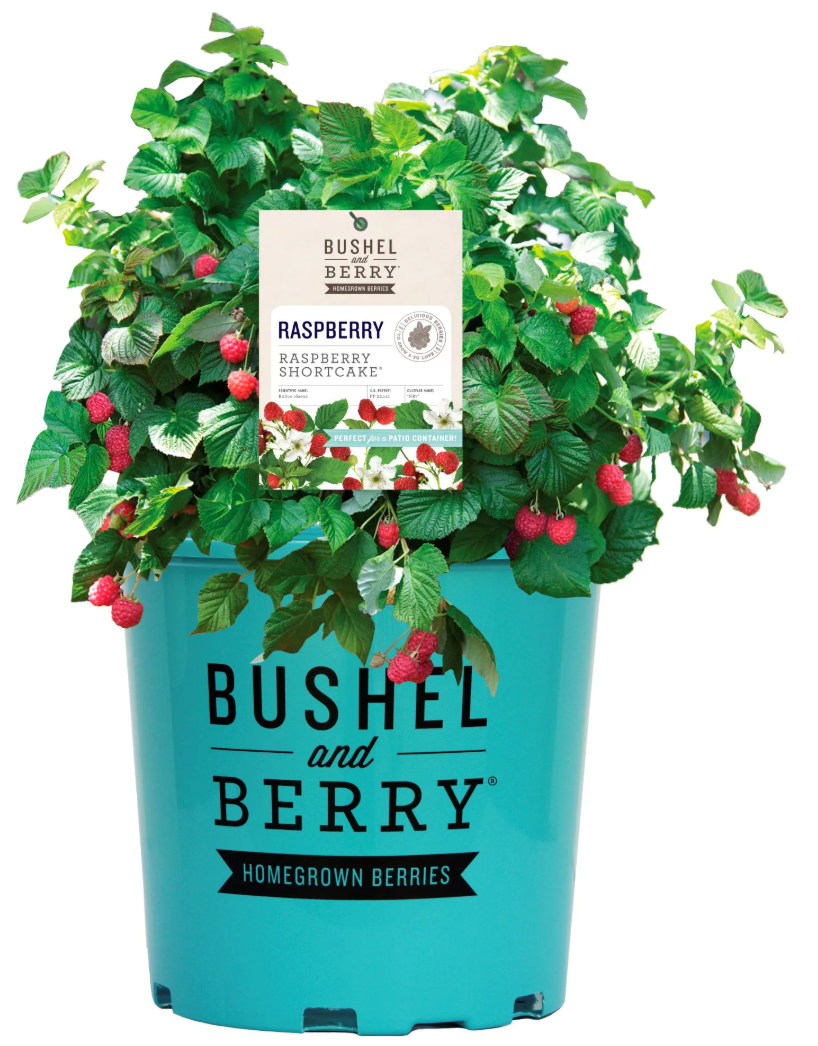 Bushel & Berry® Raspberry Shortcake®