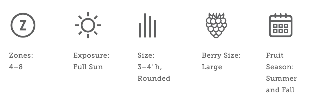 Bushel & Berry® Baby Cake® Blackberry